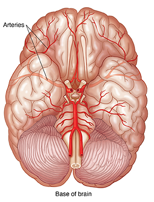 Brain viewed from bottom showing brain stem, cerebellum, and arteries.