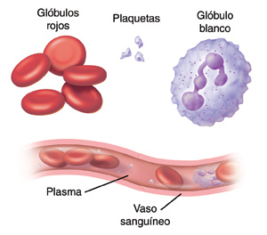 Los glóbulos rojos, los glóbulos blancos y las plaquetas son transportados en el plasma a través de los vasos sanguíneos del cuerpo.