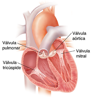 Corte transversal del corazón donde pueden verse las válvulas.