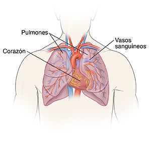 Vista frontal del contorno de la cabeza y del pecho de un hombre donde pueden verse el corazón y los pulmones.