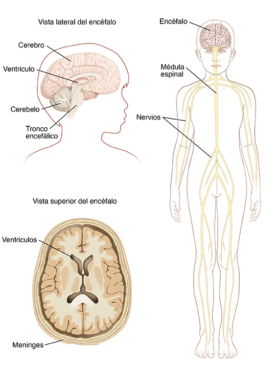 Contorno de la cabeza de un niño girada de lado para mostrar las estructuras encefálicas. El cerebro es la parte principal del encéfalo. El ventrículo es un espacio lleno de líquido en el centro del encéfalo. El cerebelo es la parte del encéfalo que se encuentra en la base del cráneo. El tronco encefálico se encuentra en la base del encéfalo y lo conecta con la médula espinal. La segunda imagen muestra un corte transversal del encéfalo dentro de la cabeza con los ventrículos y las meninges. La tercera imagen del contorno del niño muestra el encéfalo dentro de la cabeza, la médula espinal que desciende por el centro del cuerpo y los nervios que se ramifican hacia los brazos y las piernas.
