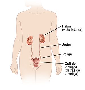Vista frontal del contorno de un cuerpo en el que pueden verse los riñones, los uréteres y la vejiga.