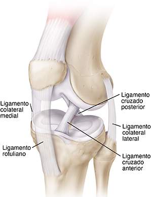 Vista de tres cuartas partes en la que se ilustran los huesos, ligamentos y tendones.