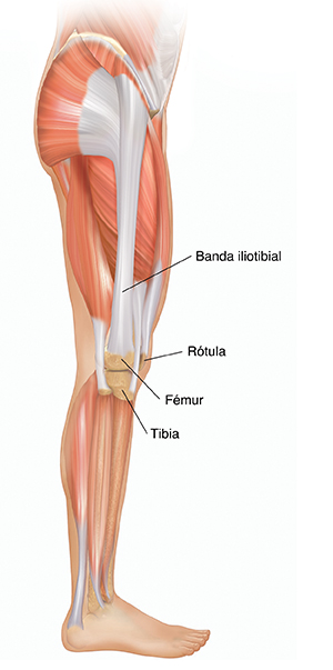 Vista lateral del cuerpo donde se observan los músculos de la pierna y la banda iliotibial.