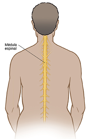 Vista posterior de una persona en donde se ve la médula espinal.
