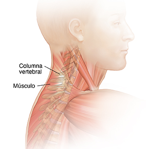 Vista lateral de una cabeza y cuello de hombre que muestra los músculos cervicales.